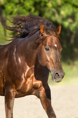 Fototapeta premium Red horse with long mane run free