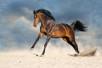 Obraz na płótnie Canvas Bay horse in dust run fast against blue sky