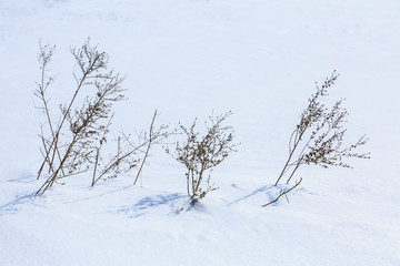 white snow and dry grass scene in winter