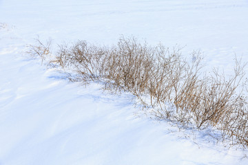 Fototapeta na wymiar white snow and dry grass scene in winter
