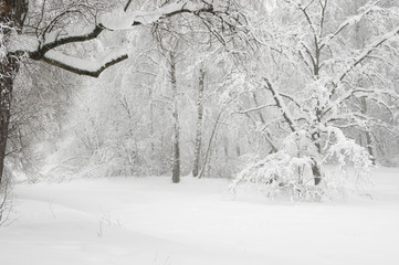Fototapeta premium Winter landscape with a pond