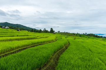 Terraced rice fields at Pa pong Pieng in Chiang Mai, Thailand