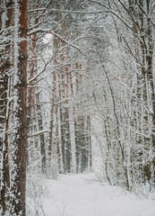 winter forest