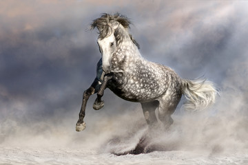 Fototapeta na wymiar Beautiful grey horse with long mane in motion
