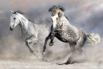 Two white andalusian horse run in desert dust