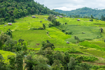 Terraced rice fields at Pa pong Pieng in Chiang Mai, Thailand