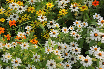 Fototapeta premium Zinnia flower in the garden