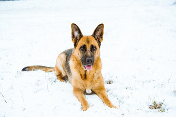 German shepherd dog lying in snow