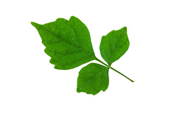 Green leaves on a white background.