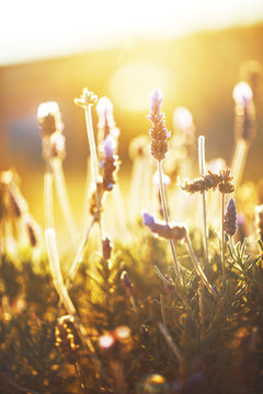 Fototapeta beautiful spring flowers in nature. Sunny outdoor photo with warm yellow and red colors and fresh bright sunlight in morning