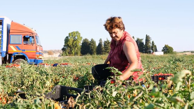 the hard work of farmers. Harvesting tomatoes- Rossano, Calabria, Italy