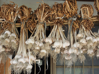 Garlic bulbs hanging and drying outdoor    