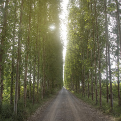 Fototapeta premium Tunnel tree row