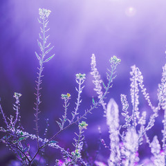 vintage lilac nature background of dry wild meadow plants