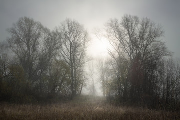 foggy autumn morning in the poplar grove