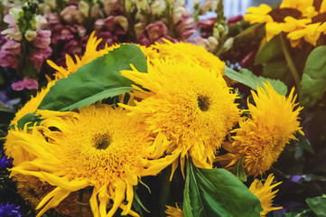 A bouquet of big sunflowers decorative indoor flower shop.