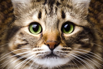 portrait of a cute, striped cat with green eyes, background