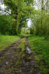 Wet country lane in the forest