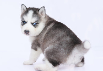 Siberian  husky puppy blue eye looking at camera © boon