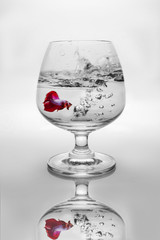 Red siamese fighting fish in wine glass.