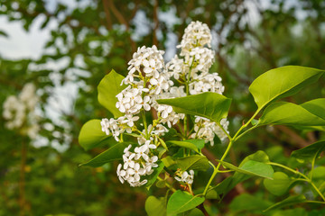 White lilac flower