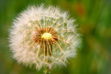 Dandelion flower with seeds