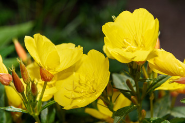 Beautiful Yellow Oenothera flowers