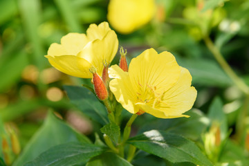 Beautiful Yellow Oenothera flowers