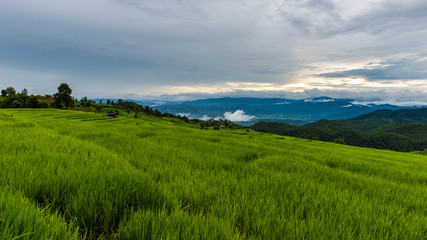 Fototapeta na wymiar Terraced rice fields at Pa pong Pieng in Chiang Mai, Thailand