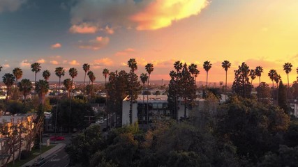 Aerial view flying over row of palm trees in Hollywood, revealing city of Los Angeles cityscape skyline at sunset. 4K UHD.