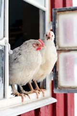 Junge Hühner im Stallfenster