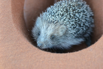 A hedgehog got into the hat