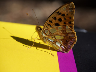 Schmetterling in Sonnenlicht