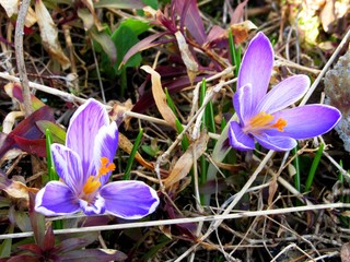 Two alpine crocus flower blossom on spring garden. Fresh beautiful purple crocus flowers. Flowering...