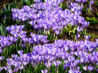 Lot of alpine crocus flower blossom on spring garden. Fresh beautiful purple crocus flowers. Flowering crocus in early spring. First flowers crocuses bloom under bright sunlight as background or card.