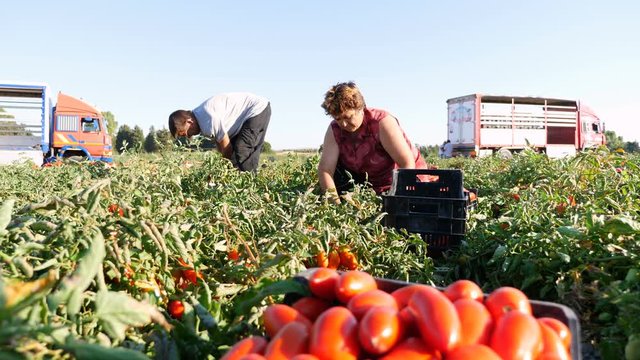 Rossano, Calabria, Italy: expert farmers harvest tomatoes in the summer