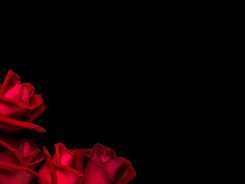 Top view and close-up image of beautiful blooming red rose flowers in corner on black background with copy space, Valentine day concept