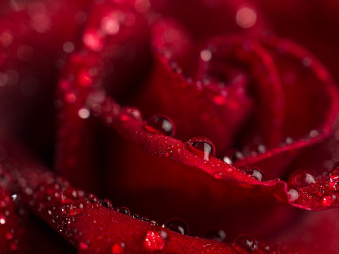 Close-up image of droplets on beautiful blooming red rose flower, Selective focus and shallow DOF, Valentine day concept