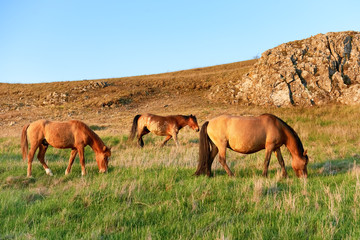 Herd of wild grazing horses on the field with green grass