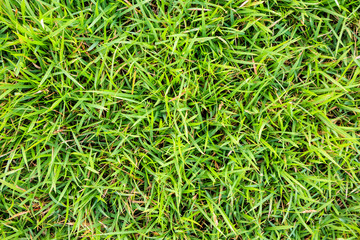 green grass texture natural background