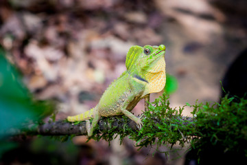 Green lizard on a tree. Beautiful closeup animal reptile in the nature wildlife habitat, Sinharaja, Sri Lanka