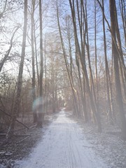 waldweg im winter 2