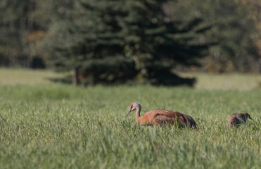 Kranich - grus canadensis