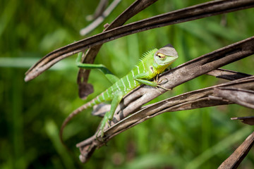 Green lizard relaxed on a grass. Beautiful closeup animal reptile in the nature wildlife habitat, Sinharaja, Sri Lanka