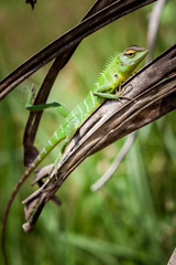 Naklejka na ściany i meble Green lizard relaxed on a grass. Beautiful closeup animal reptile in the nature wildlife habitat, Sinharaja, Sri Lanka