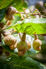 Cashew nuts (Anacardium occidentale) in a tropical garden. Fruits, nuts and leaves of the Cashew tree