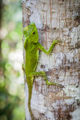 Green lizard on a tree. Beautiful closeup animal reptile in the nature wildlife habitat, Sinharaja, Sri Lanka