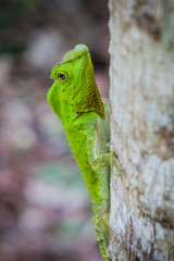 Green lizard on a tree. Beautiful closeup animal reptile in the nature wildlife habitat, Sinharaja, Sri Lanka