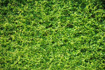 Wall of green trees backgrounds.