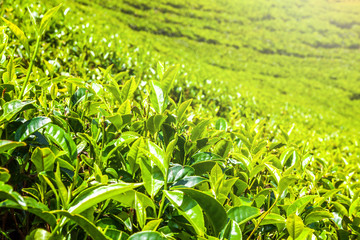 Green tea bud and fresh leaves grow in the mountains. Tea plantations fields in Nuwara Eliya, Sri Lanka